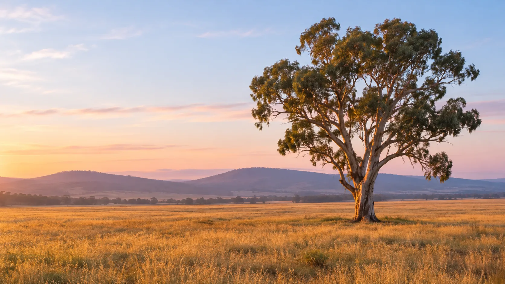 A single gum tree standing on its own in an open paddock at dawn, hills behind